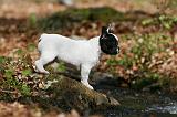 BOULEDOGUE FRANCAIS 1018